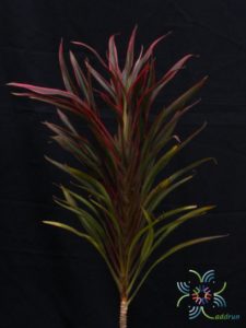 หมากผู้หมากเมีย เปลวสุริยา Cordyline fruticosa (L.) A.Chev. ‘Bleosuriya’