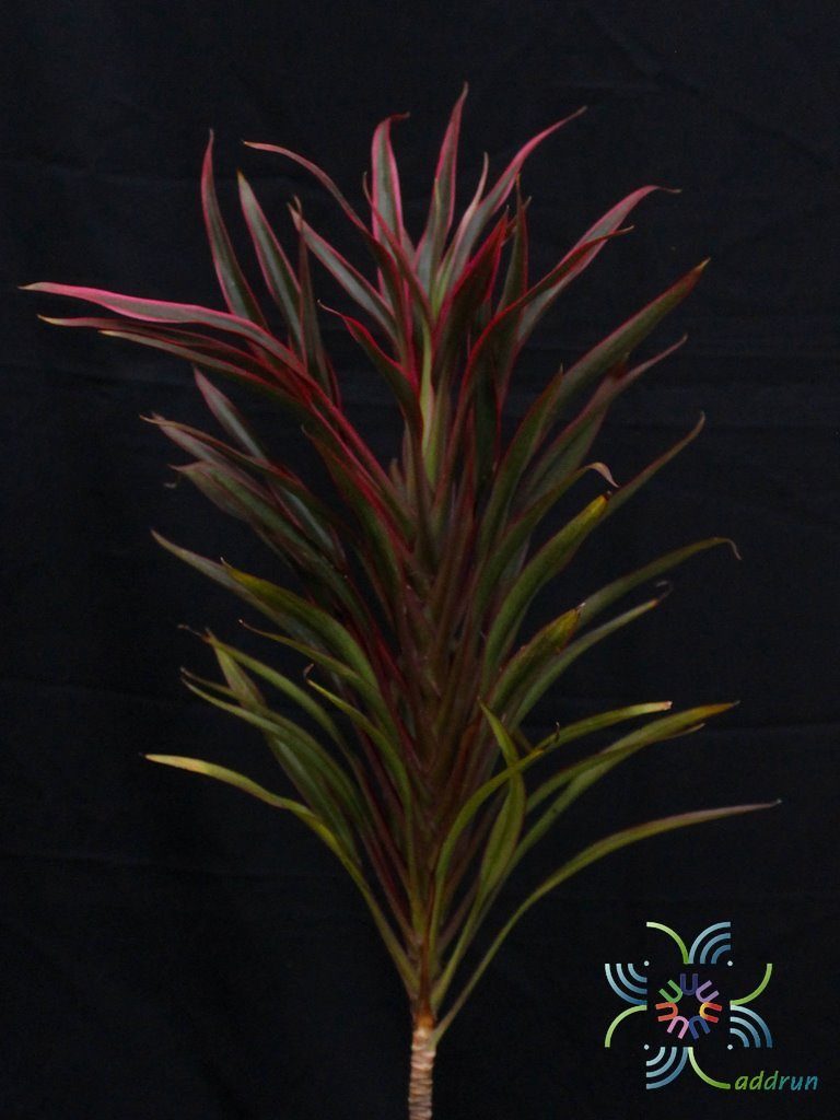 หมากผู้หมากเมีย เปลวสุริยา Cordyline fruticosa (L.) A.Chev. ‘Bleosuriya’