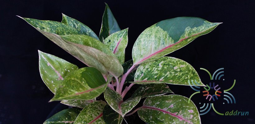 อโกลนีมา กวักเงิน กวักทอง Aglaonema sp. ‘Kwakngoen Kwakthong’