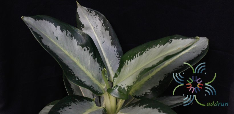 อโกลนีมา ก้านกล้วย Aglaonema sp. ‘Kankluai’