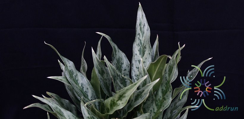 อโกลนีมา เงิน เงิน เงิน Aglaonema sp. ‘ngoen ngoen ngoen’