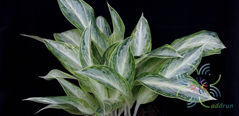 อโกลนีมา บัลลังค์เศรษฐี Aglaonema sp. ‘Banlangsetthi’