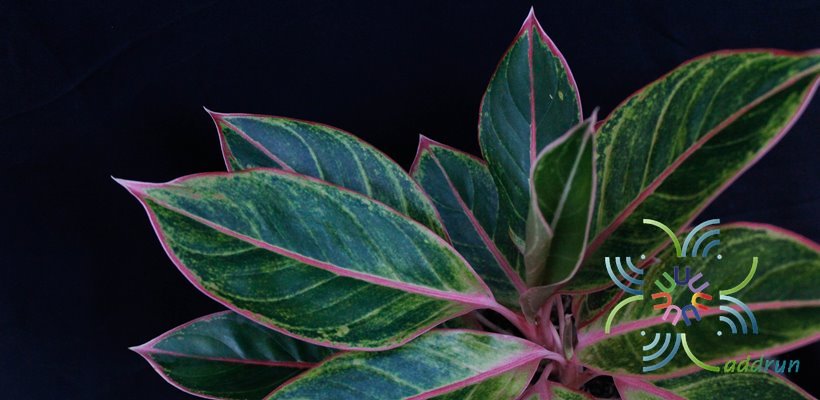 อโกลนีมา มณีทอง Aglaonema sp. ‘Manithong’