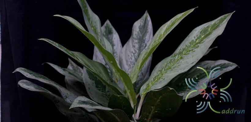 อโกลนีมา มหาโชค Aglaonema sp. ‘Mahachok’