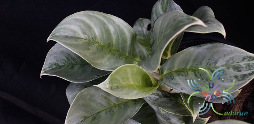 อโกลนีมา มุขล้อมเพชร Aglaonema sp. ‘Muklomphet’