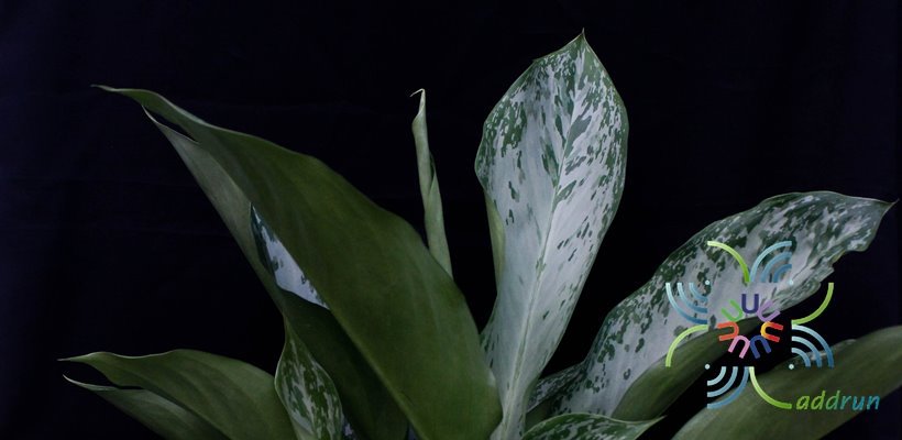 อโกลนีมา เศรษฐีใบละพัน Aglaonema sp. ‘Setthibailaphan’