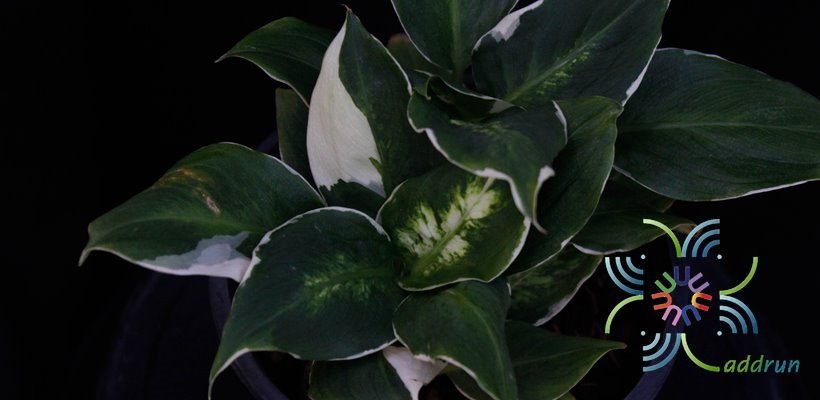 อโกลนีมา เศรษฐีรับเงิน Aglaonema sp. ‘Setthirapngoen’