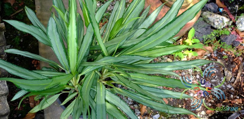 อโกลนีมา เศรษฐีใหม่ Aglaonema sp. ‘Setthirmai’