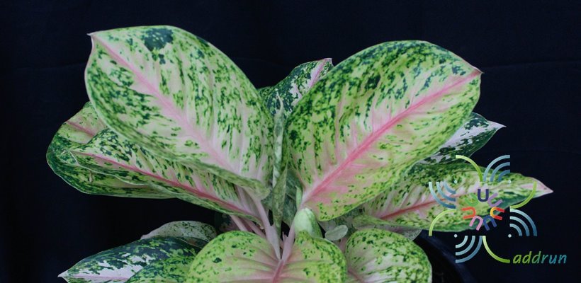 อโกลนีมา สำเภาทอง Aglaonema sp. ‘Samphaothong’