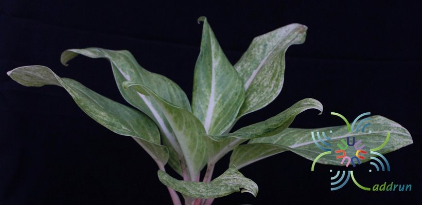อโกลนีมา เหลืองมหามงคล Aglaonema sp. ‘Lueangmahamongkhon’