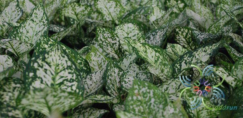 อโกลนีมา อัญมณีขาว Aglaonema sp. ‘Anyamanikhaw’