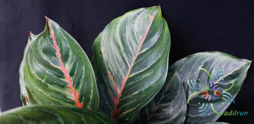 อโกลนีมา อำนาจเจริญ Aglaonema sp. ‘Uanatcharoen’