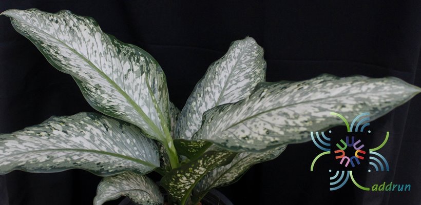 อโกลนีมา อุดมทรัพย์ Aglaonema sp. ‘Udomsap’