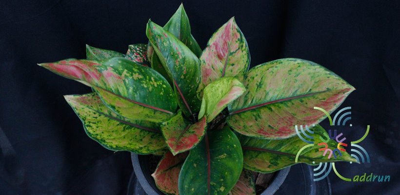 อโกลนีมา เฮง เฮง เฮง Aglaonema sp. ‘Heng Heng Heng’