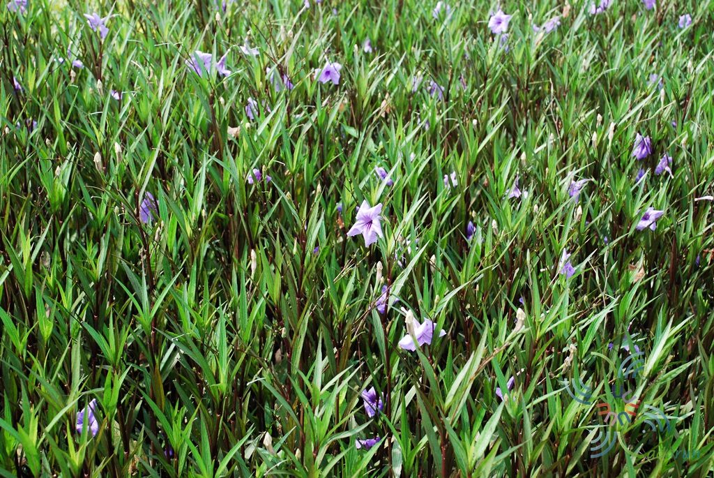 ต้อยติ่งฝรั่ง Ruellia tuberosa L.