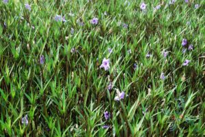 ต้อยติ่งฝรั่ง Ruellia tuberosa L.