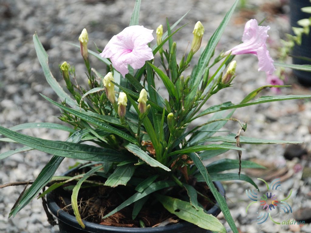 ต้อยติ่งฝรั่ง Ruellia tuberosa L.