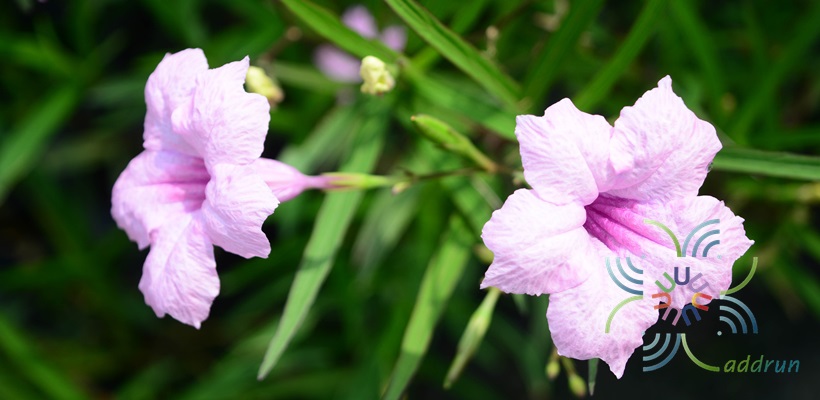 ต้อยติ่งฝรั่ง Ruellia tuberosa L.