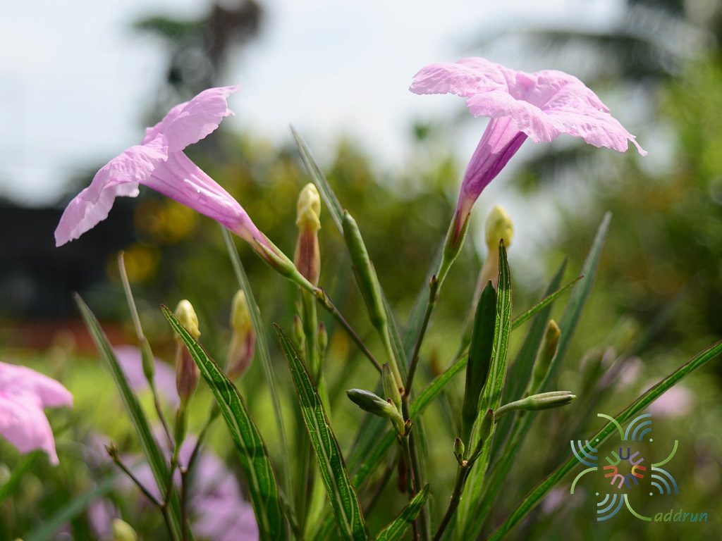 ต้อยติ่งฝรั่ง Ruellia tuberosa L.