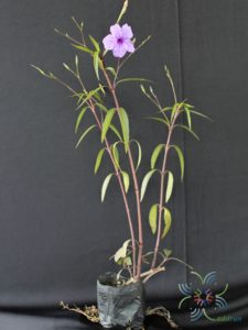 ต้อยติ่งฝรั่ง Ruellia tuberosa L.