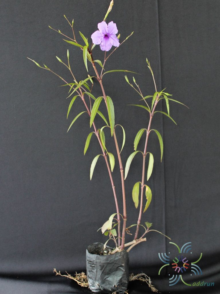 ต้อยติ่งฝรั่ง Ruellia tuberosa L.