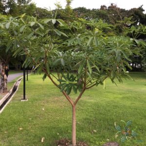 ตีนเป็ด Alstonia scholaris (L.) R. Br.
