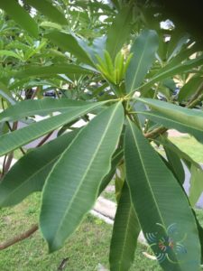 ตีนเป็ด Alstonia scholaris (L.) R. Br.