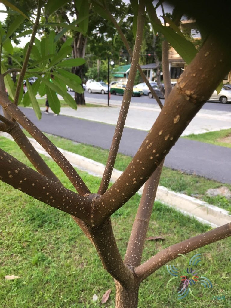 ตีนเป็ด Alstonia scholaris (L.) R. Br.