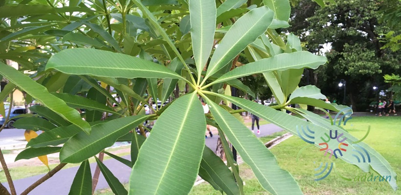 ตีนเป็ด Alstonia scholaris (L.) R. Br.