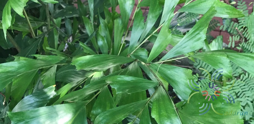 เต่าร้าง Caryota mitis Lour.