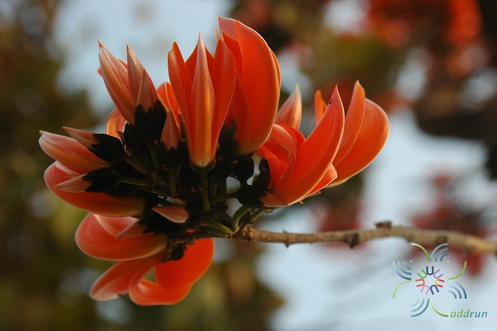 ทองกวาว Butea monosperma (Lam.) Taub.