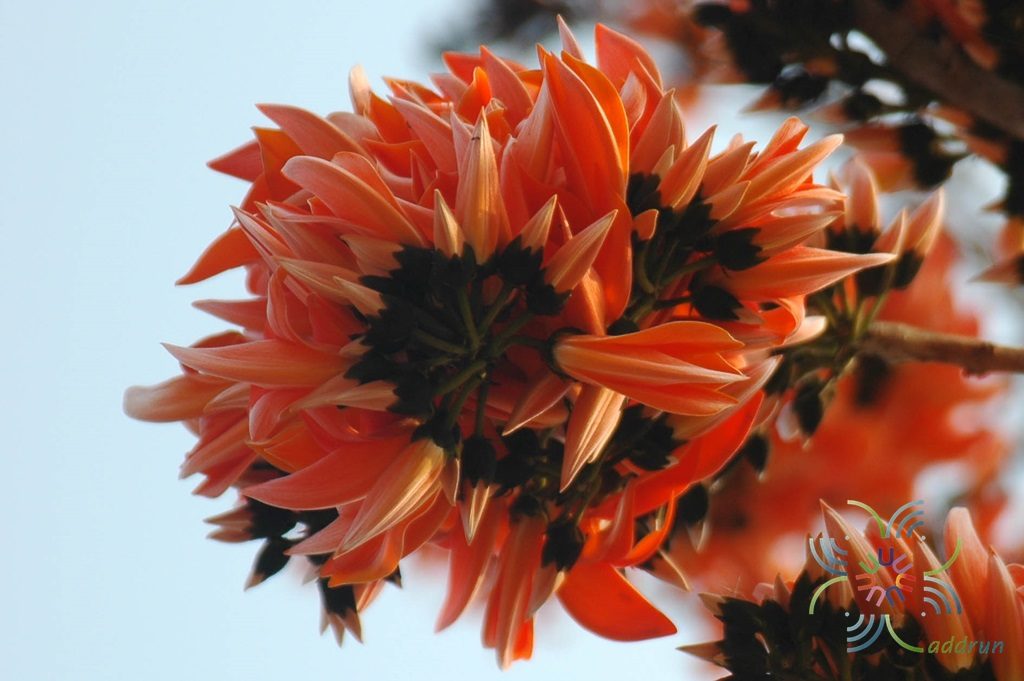 ทองกวาว Butea monosperma (Lam.) Taub.