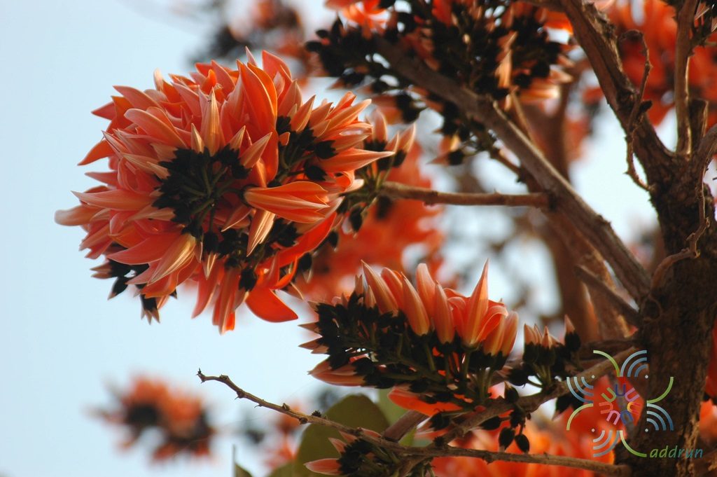 ทองกวาว Butea monosperma (Lam.) Taub.