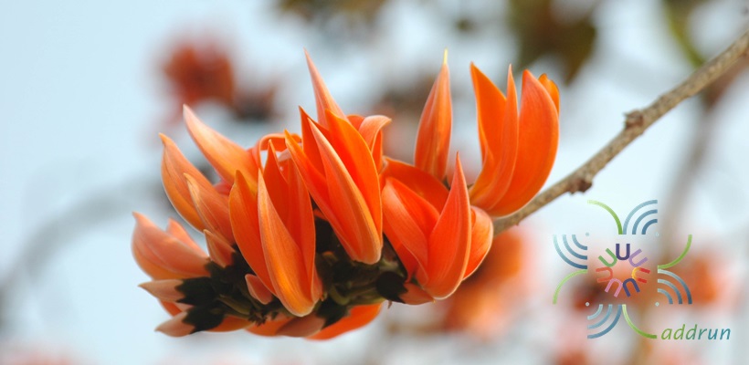 ทองกวาว Butea monosperma (Lam.) Taub.
