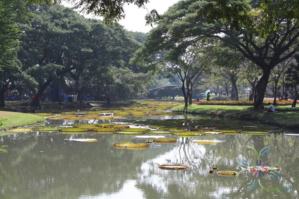 บัวกระด้ง Victoria amazonica (Poepp.) J.C. Sowerby