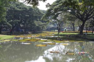 บัวกระด้ง Victoria amazonica (Poepp.) J.C. Sowerby