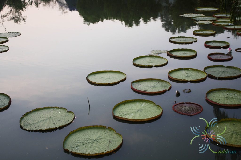 บัวกระด้ง Victoria amazonica (Poepp.) J.C. Sowerby