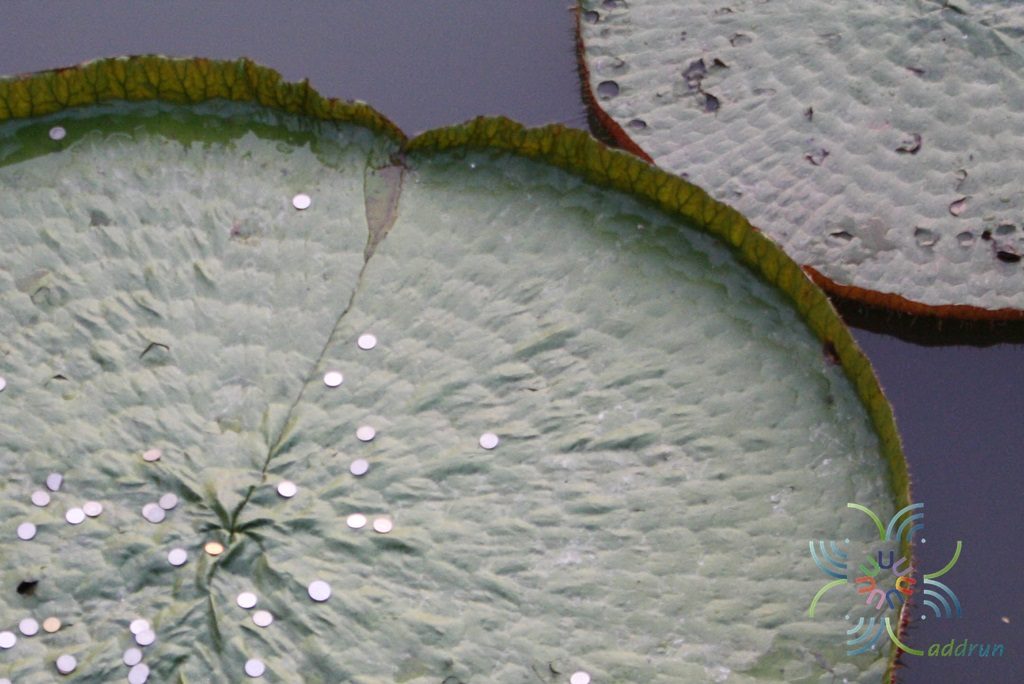 บัวกระด้ง Victoria amazonica (Poepp.) J.C. Sowerby