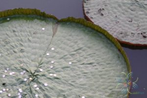 บัวกระด้ง Victoria amazonica (Poepp.) J.C. Sowerby