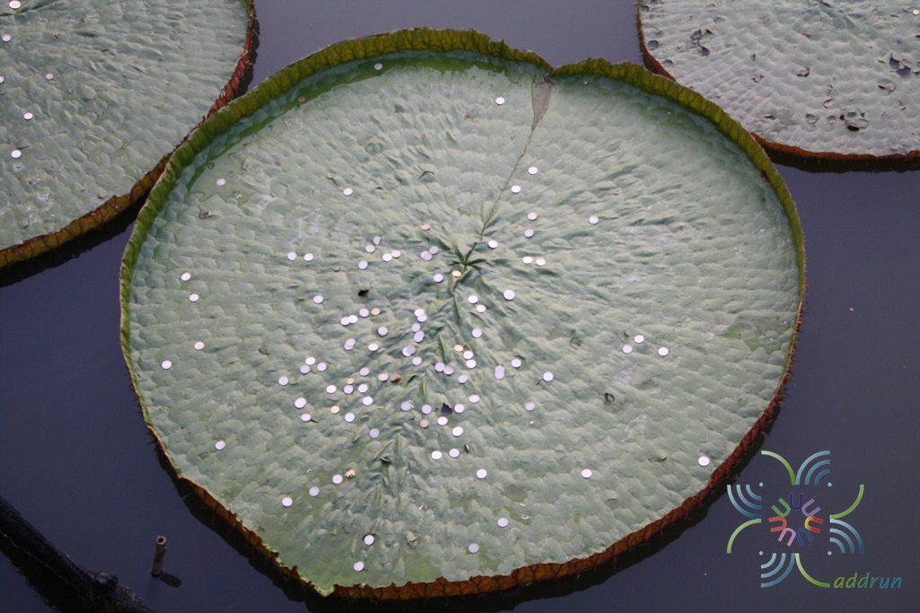 บัวกระด้ง Victoria amazonica (Poepp.) J.C. Sowerby