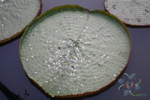 บัวกระด้ง Victoria amazonica (Poepp.) J.C. Sowerby