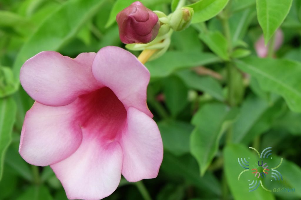 บานบุรีสีม่วง Allamanda blanchetii A.DC.