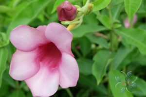 บานบุรีสีม่วง Allamanda blanchetii A.DC.