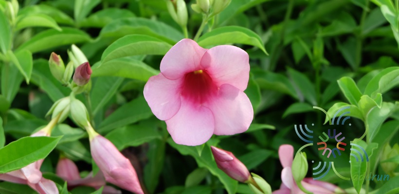 บานบุรีสีม่วง Allamanda blanchetii A.DC.
