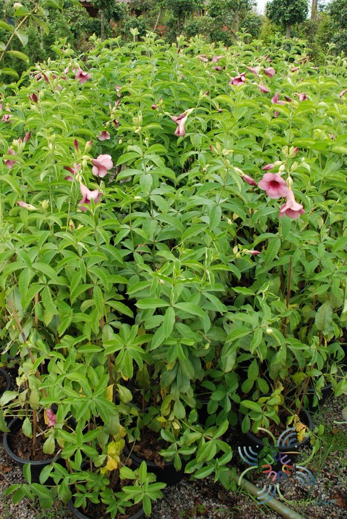 บานบุรีสีม่วง Allamanda blanchetii A.DC.