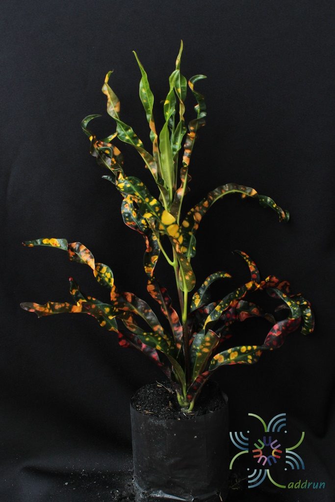 โกสนจุดธำมรงค์ Codiaeum variegatum (L.) Rumph. ex A.Juss.