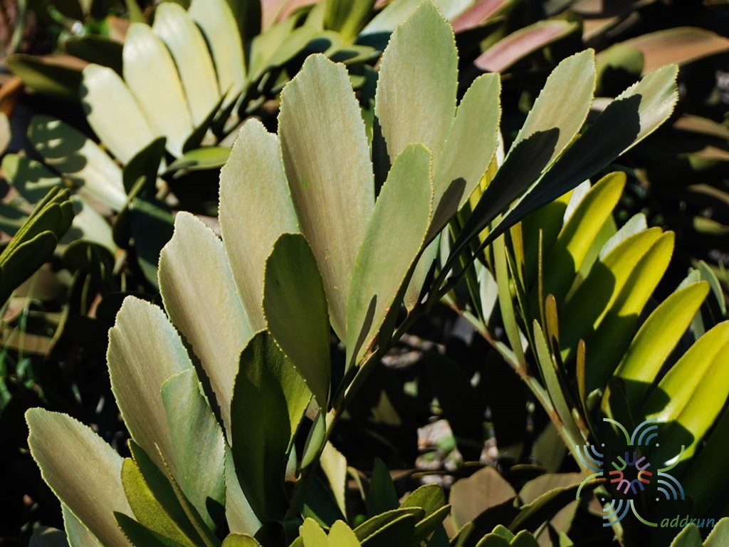 ปรงเม็กซิกัน Zamia furfuracea L.f. ex Aiton