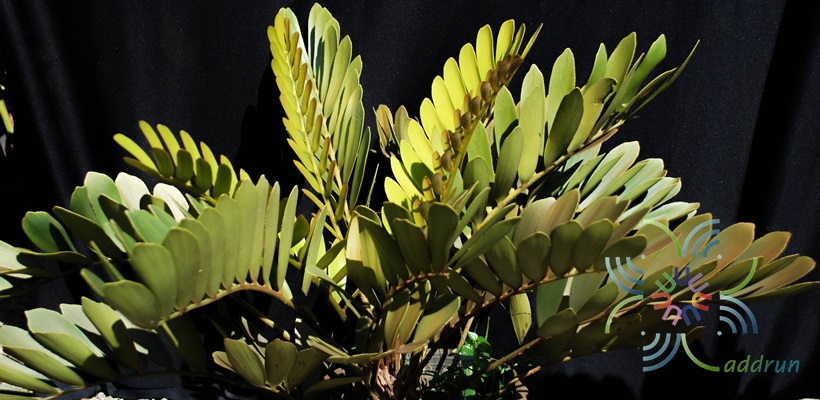ปรงเม็กซิกัน Zamia furfuracea L.f. ex Aiton