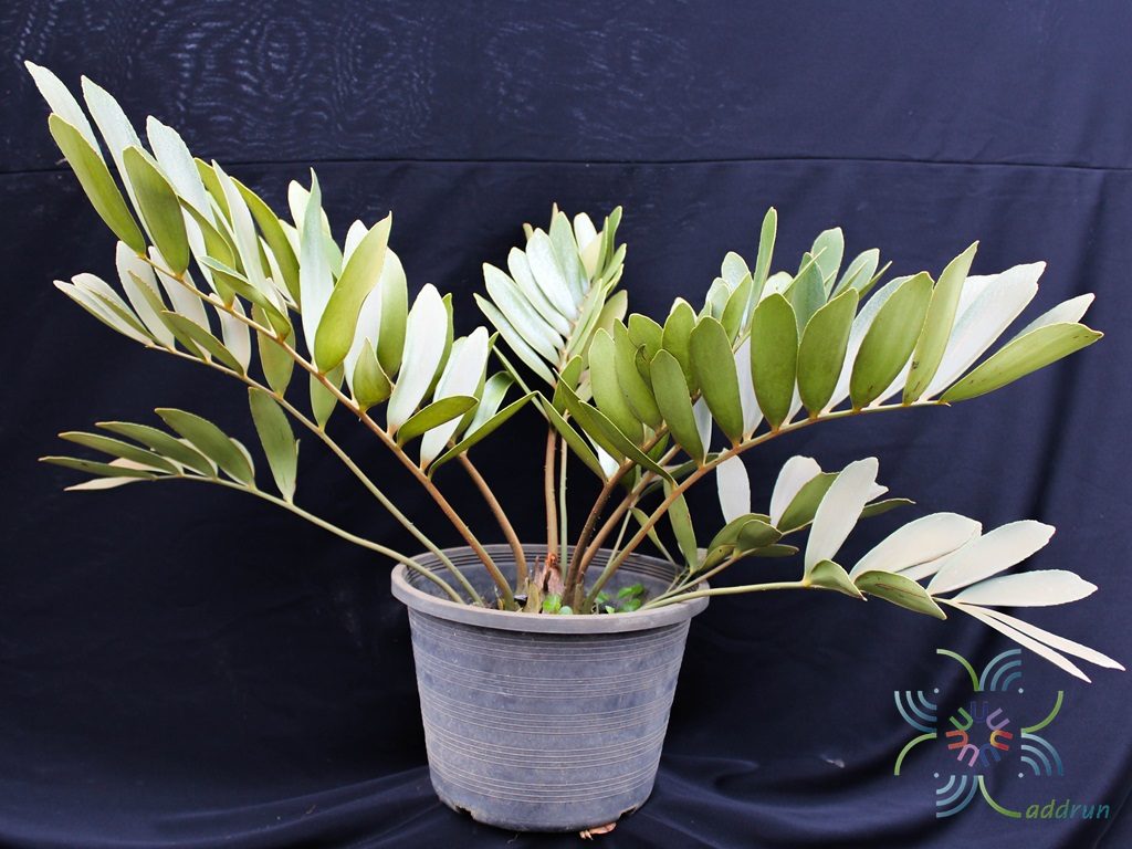 ปรงเม็กซิกัน Zamia furfuracea L.f. ex Aiton