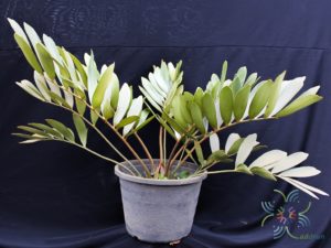 ปรงเม็กซิกัน Zamia furfuracea L.f. ex Aiton